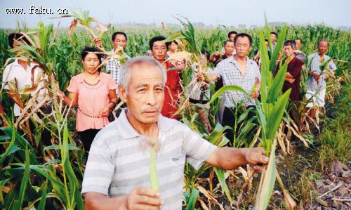 法库:牛粪河淹了百亩玉米 肥地?烧地! 法库:牛粪河淹了百亩玉米 肥地?烧地!