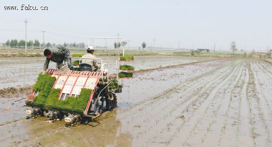 法库6.4万亩水稻机械化插秧(图) 法库6.4万亩水稻机械化插秧(图)