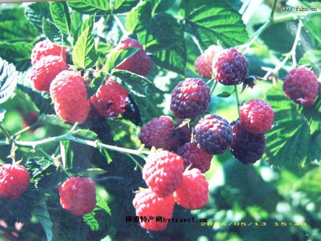 ز֮˱ݮ