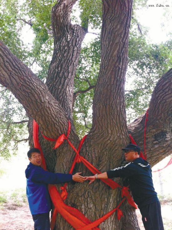 法库叶茂台发现千年古枫林 将举办法库圣迹山古枫节 法库叶茂台发现千年古枫林 将举办法库圣迹山古枫节