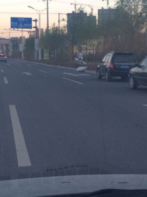 法库吧热心网友反映路灯杆倒地严重