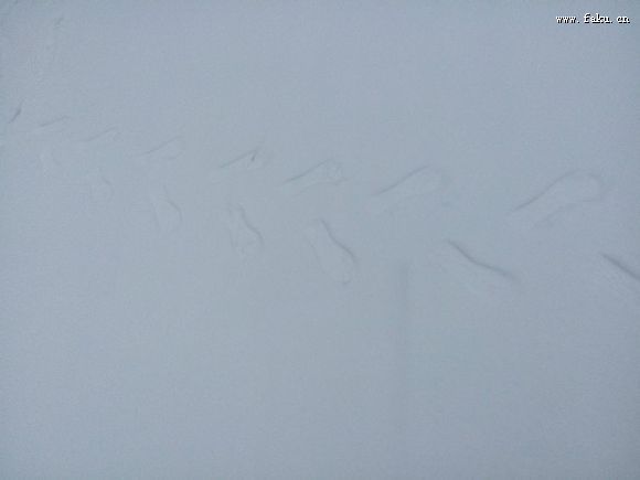 ѩԼ