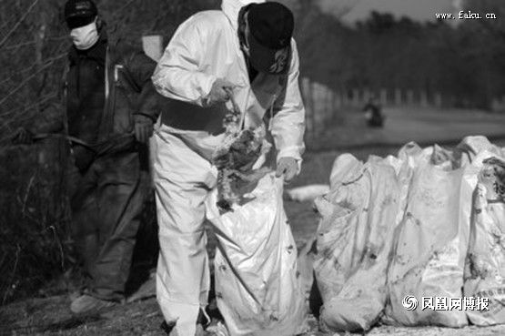 谁把千余只死鸡抛在法库林区? 谁把千余只死鸡抛在法库林区?