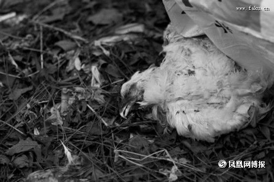谁把千余只死鸡抛在法库林区? 谁把千余只死鸡抛在法库林区?